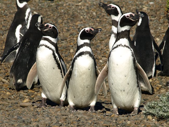 ../../Pictures/231209/069 Cabo Virgines.JPG